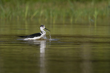 Échasse blanche - Himantopus himantopus - Black-winged Stilt
