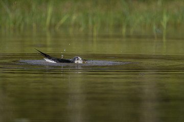Échasse blanche - Himantopus himantopus - Black-winged Stilt