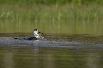 Échasse blanche - Himantopus himantopus - Black-winged Stilt