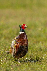 Faisan de Colchide - Phasianus colchicus - Common Pheasant