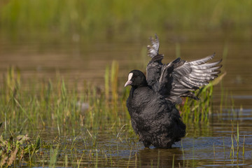 Foulque macroule - Fulica atra - Eurasian Coot