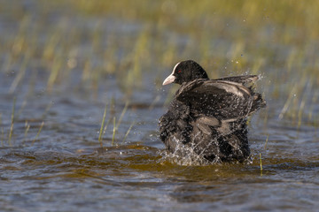 Foulque macroule - Fulica atra - Eurasian Coot
