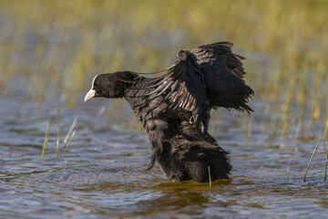 Foulque macroule - Fulica atra - Eurasian Coot