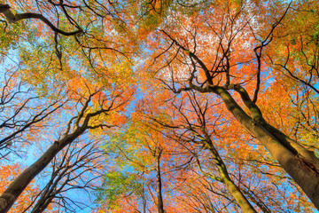 Beautiful canopy view in autumn in the Speulder forest in the Netherlands with vibrant colored leaves