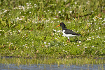 Huîtrier pie - Haematopus ostralegus - Eurasian Oystercatcher