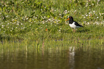 Huîtrier pie - Haematopus ostralegus - Eurasian Oystercatcher