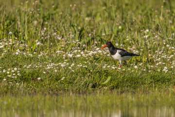 Huîtrier pie - Haematopus ostralegus - Eurasian Oystercatcher