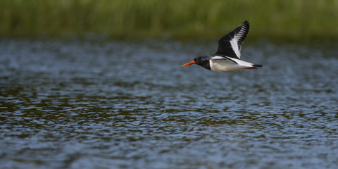 Huîtrier pie - Haematopus ostralegus - Eurasian Oystercatcher