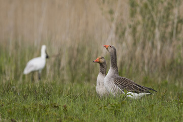 Oie cendrée - Anser anser - Greylag Goose