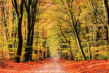 Beautiful forest path in autumn in the Netherlands with vibrant colored leaves
