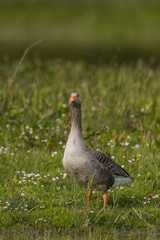 Oie cendrée - Anser anser - Greylag Goose