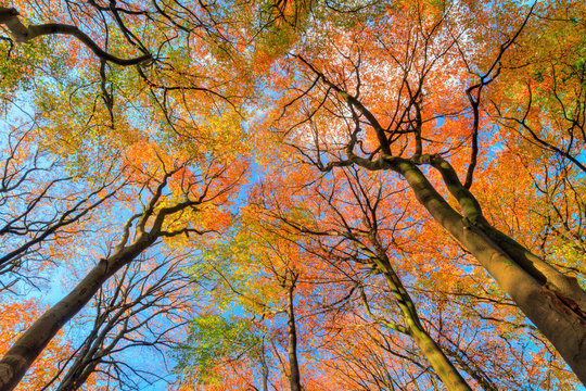 Fototapeta Beautiful canopy view in autumn in the Speulder forest in the Netherlands with vibrant colored leaves