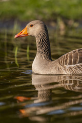 Oie cendrée - Anser anser - Greylag Goose