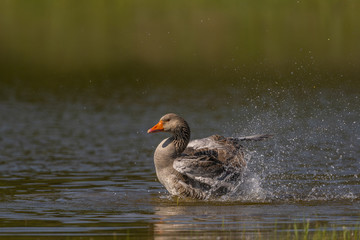 Oie cendrée - Anser anser - Greylag Goose