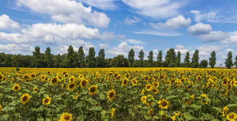 field of sunflowers in southern Poland
