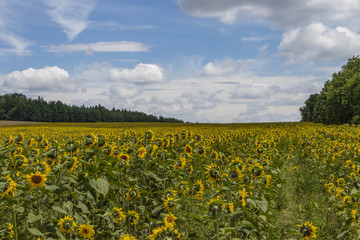 field of sunflowers in southern Poland