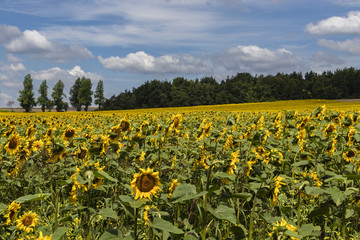 Fototapeta premium field of sunflowers in southern Poland