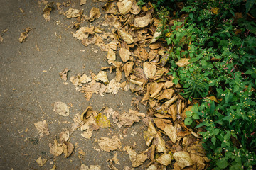 Withered autumn leaves on grass. Selective focus.