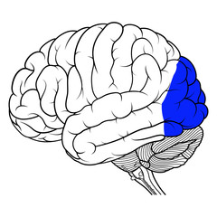 Occipital lobe of human brain anatomy side view flat
