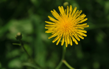 Yellow dandelion, close-up. Macro with shallow depth of field.