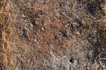 Dry grass and soil on top