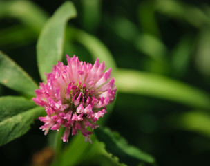 Pink flower clover. Selective focus. Shallow depth of field.