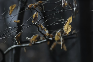 Last leaves of the season