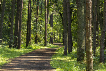 South of Poland. Niepolomice Forest