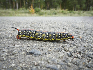 Large horned caterpillar (Hyles euphorbiae ) on the asphalt. Useful phytophagous
