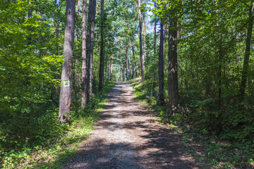 South of Poland. Niepolomice Forest