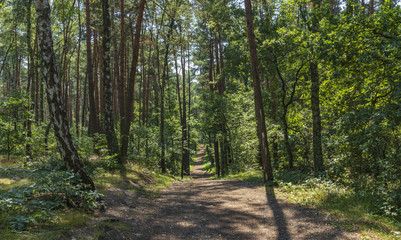 South of Poland. Niepolomice Forest