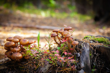 mushrooms on a stump in the autumn forest