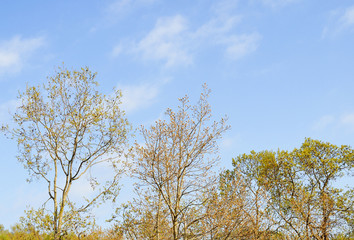 木　空　雲　素材