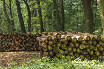 South of Poland. Niepolomice Forest