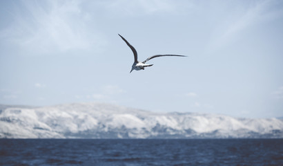 Fototapeta na wymiar Krk; Croatia - 2014; Seagull flying over sea