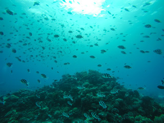Fototapeta na wymiar School of Sergeant Major fish Swimming in around Coral Reef in Egypt