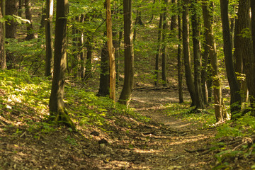 Tyniecki forest near Cracow