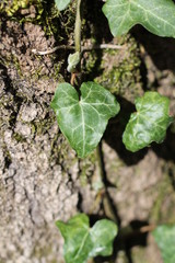 Leaf's Details