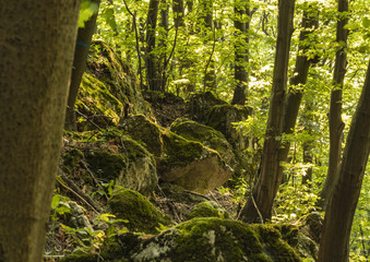Tyniecki forest near Cracow