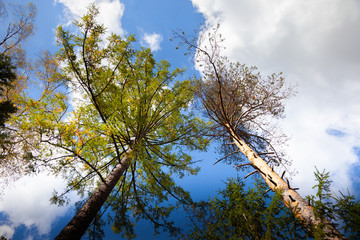 tree trunks against the blue sky bottom view