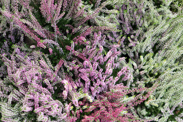 Flowering Heather Plant, Erica Flower, Calluna or Gardener Heather