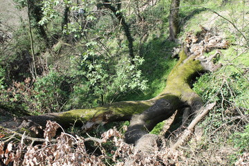 Fallen Tree