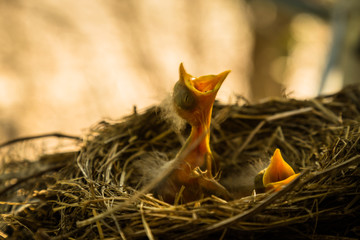 Baby Robin in Nest