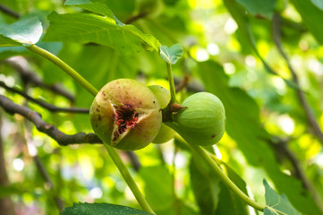 Ripe figs fruit on branches, close up