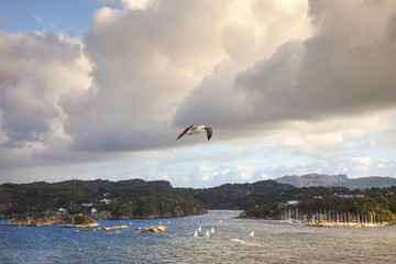 GAVIOTA EN EL FIORDO
