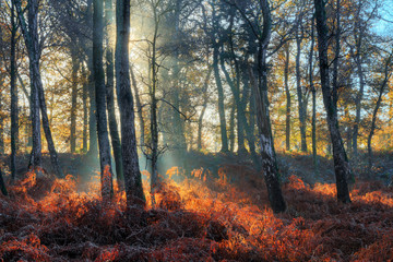 Fototapeta na wymiar Beautiful mysterious morning sunrise in autumn in a forest in the Netherlands with vibrant red and brown ferns and birch trees