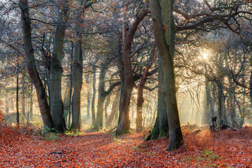 Fototapeta premium Beautiful forest in autumn in the Netherlands with an amazing sunrise and a mysterious atmosphere