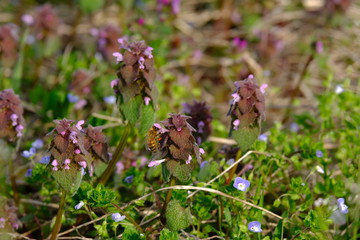 ミツバチ　姫踊子草