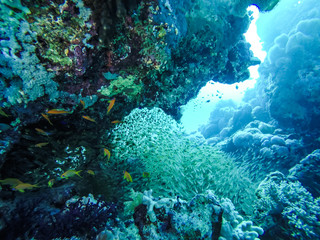 Naklejka na ściany i meble School of Fish Swimming around Red Sea Coral Reefs in Egypt