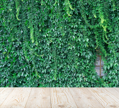 Lush green wall of hedera helix or creeper ivy carpet foliage pattern © ange1011